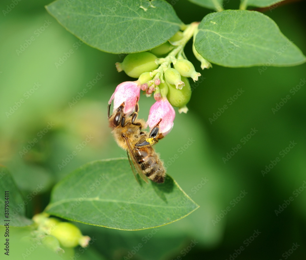 Honigbiene beim Nektar- und Pollensammeln