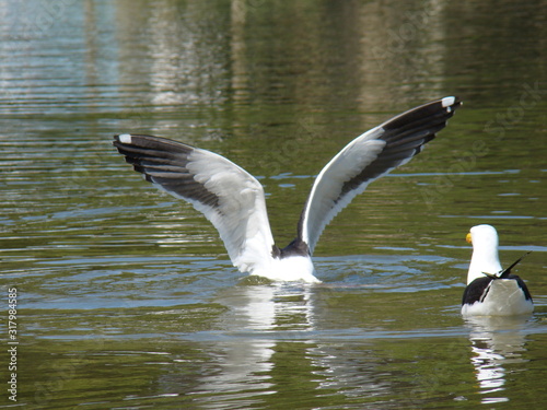 gaivota