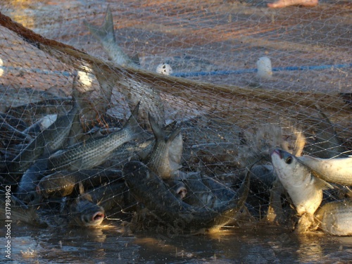 pesca
