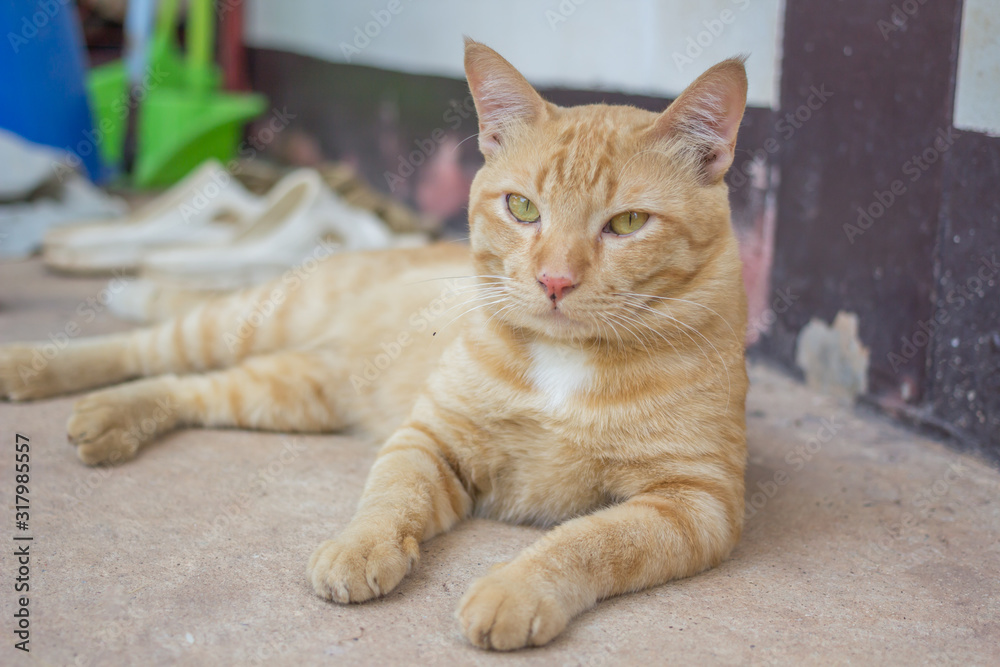 A kitten Thai cat funny on the road in home