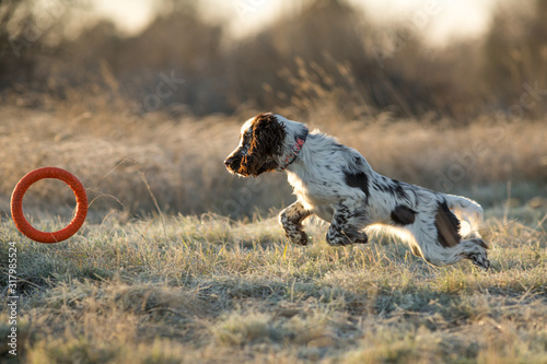 Obraz na płótnie dog english springer spaniel