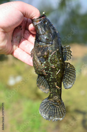 Summer fishing on the lake, Perccottus glenii photo