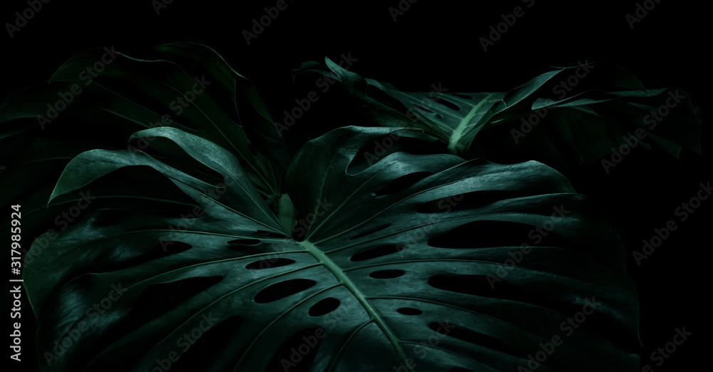 Selective focus of monstera leaves (leaf) on dark color for decorating composition design - obrazy, fototapety, plakaty 