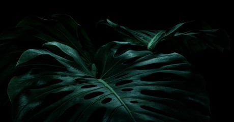 Selective focus of monstera leaves (leaf) on dark color for decorating composition design