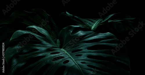 Selective focus of monstera leaves (leaf) on dark color for decorating composition design