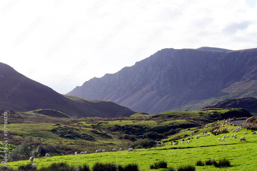 A view of the hills of Snowdonia, Wales.  A green valley with sheep grazing in the fields and with surrounding high hills.  Picture shows typical Welsh mountain scenery, and hill farming.