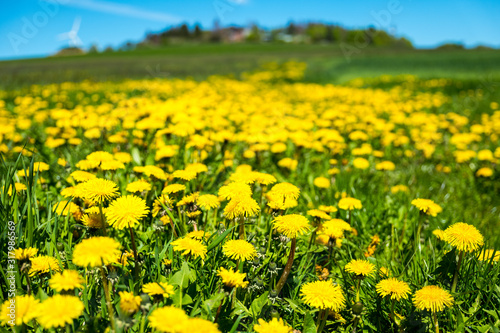 Spring meadow with bright yellow dandelions blooming