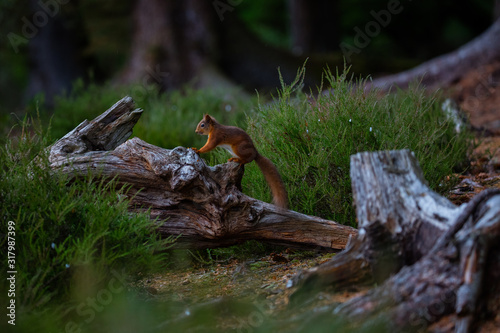 Red Squirrel watching