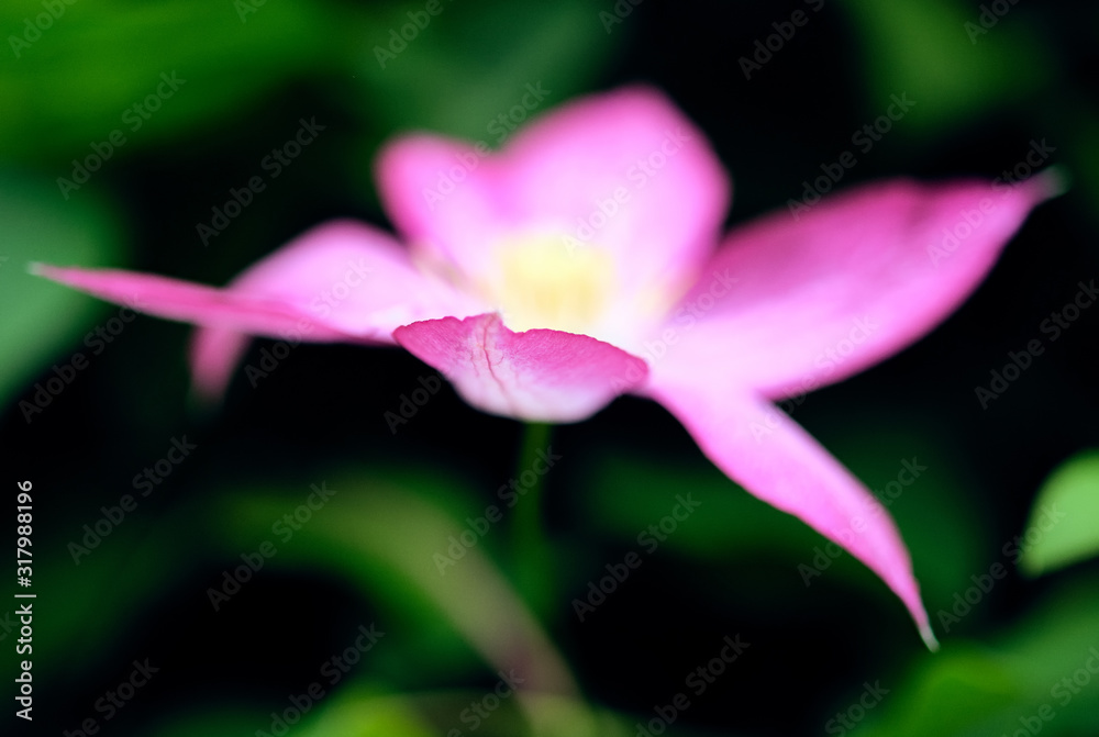 Beautiful pink clematis in bloom macro .Selective focus