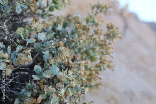 Growing on rocky slopes inhospitable to the majority of other plant species near Indian Cove in Joshua Tree National Park is Cliff Goldenbush, Ericameria Cuneata, a Southern Mojave Desert native.