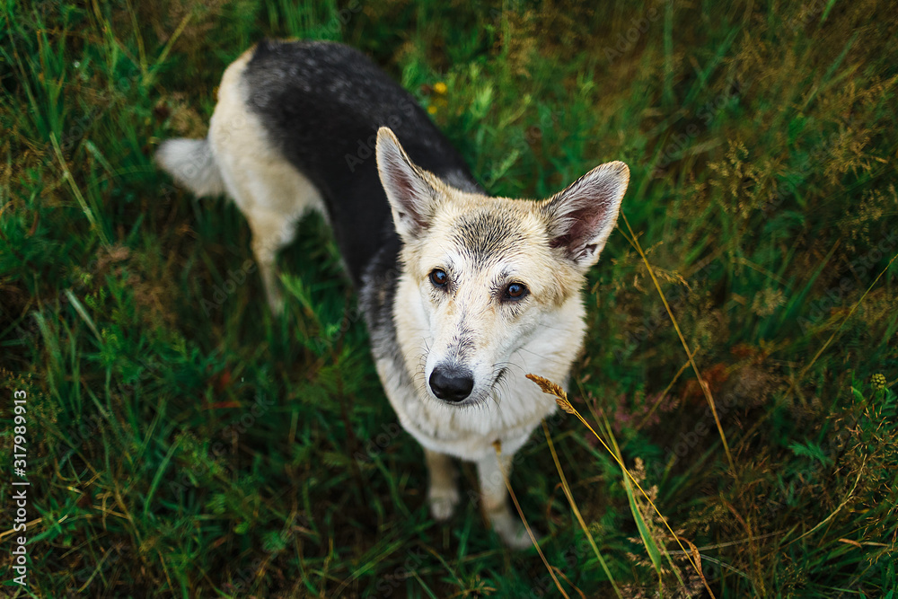 Fototapeta premium Cute smart mongrel dog with natural background