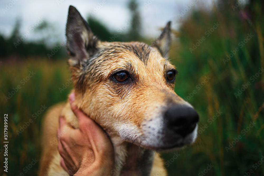 Owner caring and stroking happy friendly dog Owner caring and stroking happy friendly dog