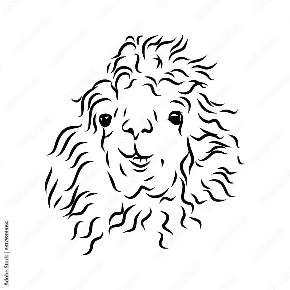 head of fur llama isolated on white background head of fur llama isolated on white background