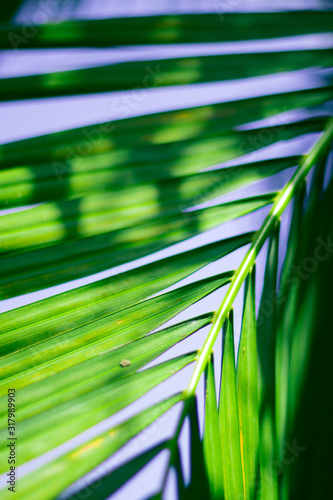 Abstract floral blurred background. Tropical palm leave backdrop