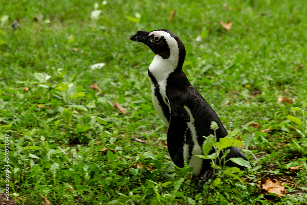 Fototapeta premium Penguins strolling at the Warsaw Zoo.