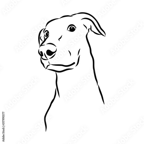 vector illustration of surprising dog