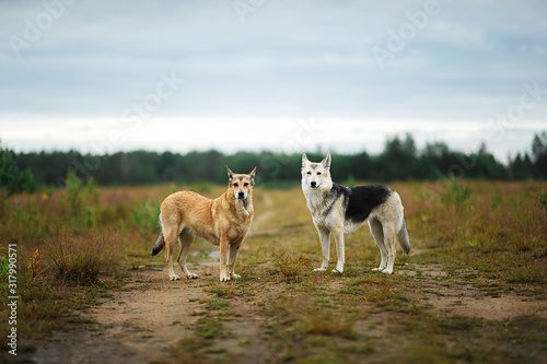 Mixed breed dogs standing on rural dirt road