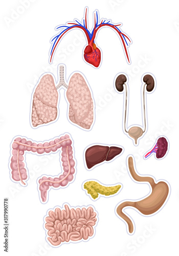 Set of human organs, internal organs. Anatomy. Vector illustration.