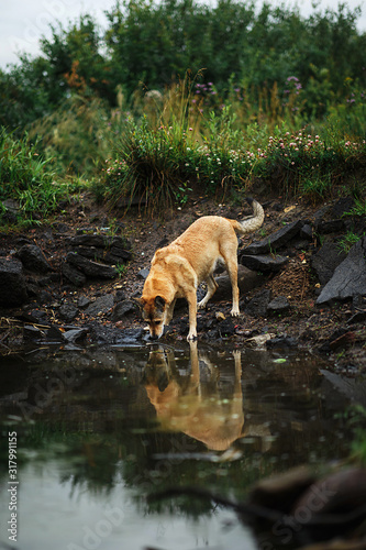 Dog looking at reflection in puddle water