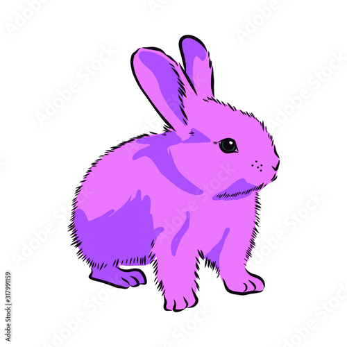 rabbit with white background