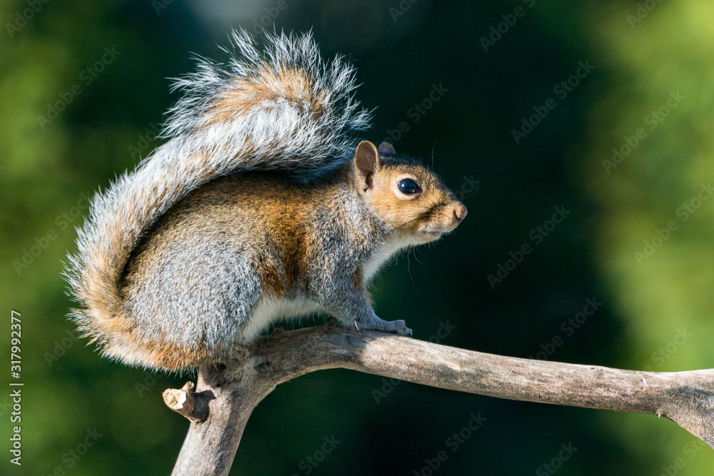 Grey Squirrel Climbing on a Branch Grey Squirrel Climbing on a Branch