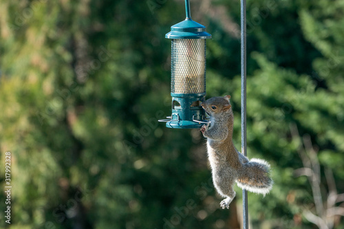 Grey Squirrel stealing food from green bird feeder