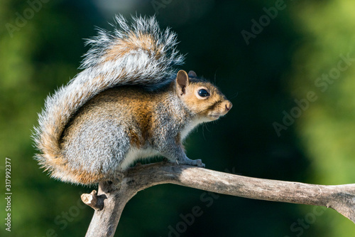 Grey Squirrel Climbing on a Branch