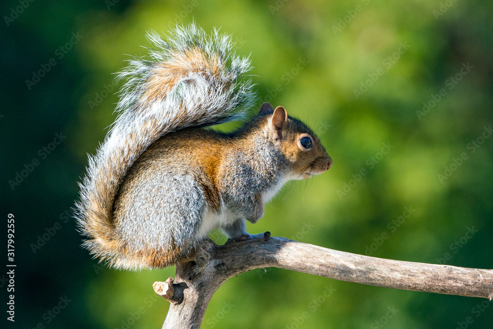 Grey Squirrel Climbing on a Branch Grey Squirrel Climbing on a Branch