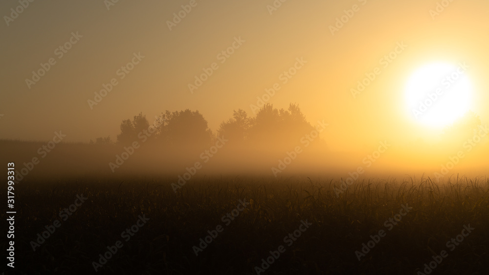 Beautiful sunrise over the corn field. First sunny rays. Misty morning in a cornfield. Quiet, autumn sunrise over the field. 
