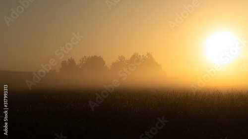 Leinwand Poster Beautiful sunrise over the corn field