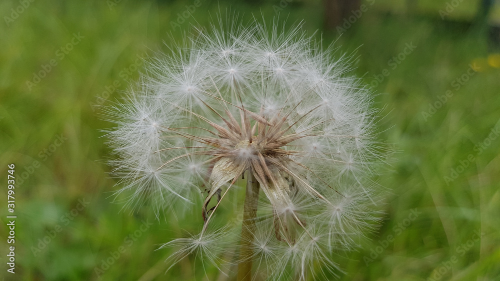 Dandelion on background of green grass. White dandelion inflorescence closeup on blurred green grass background. Fluffy dandelion seeds. Beautiful summer plant. Fragility of nature. Herbal textures. Dandelion on background of green grass. White dandelion inflorescence closeup on blurred green grass background. Fluffy dandelion seeds. Beautiful summer plant. Fragility of nature. Herbal textures.