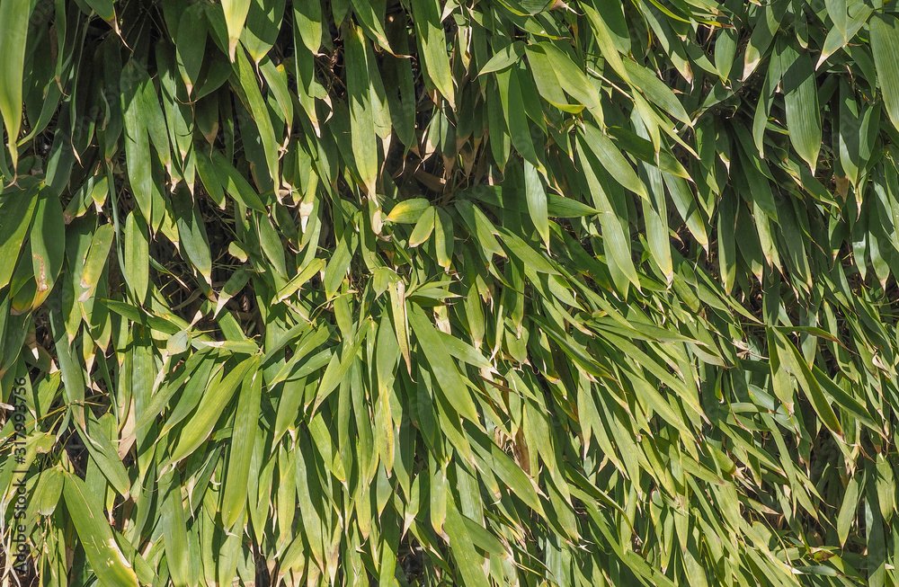 Fototapeta premium bamboo tree leaves