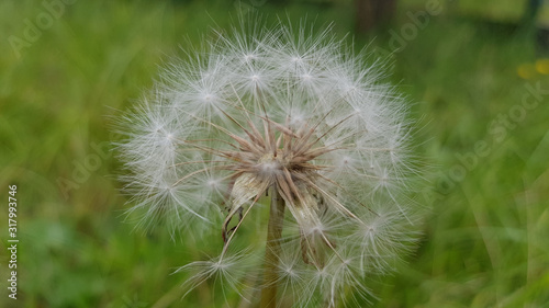 Dandelion on background of green grass. White dandelion inflorescence closeup on blurred green grass background. Fluffy dandelion seeds. Beautiful summer plant. Fragility of nature. Herbal textures.