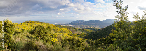 Mandelieu forêt de Mimosa avec la mer