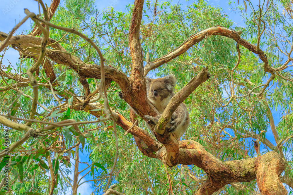 koala bear, Phascolarctos cinereus species, lying on eucalyptus tree at
