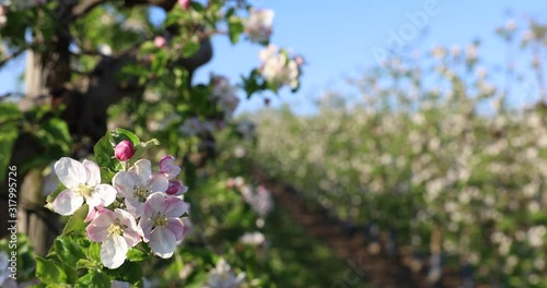 Beautiful close up shot of apple blossoms blooming with rows of trees of the orchard in the background on a sunny spring day.