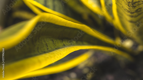 The leaves are long, green and yellow.