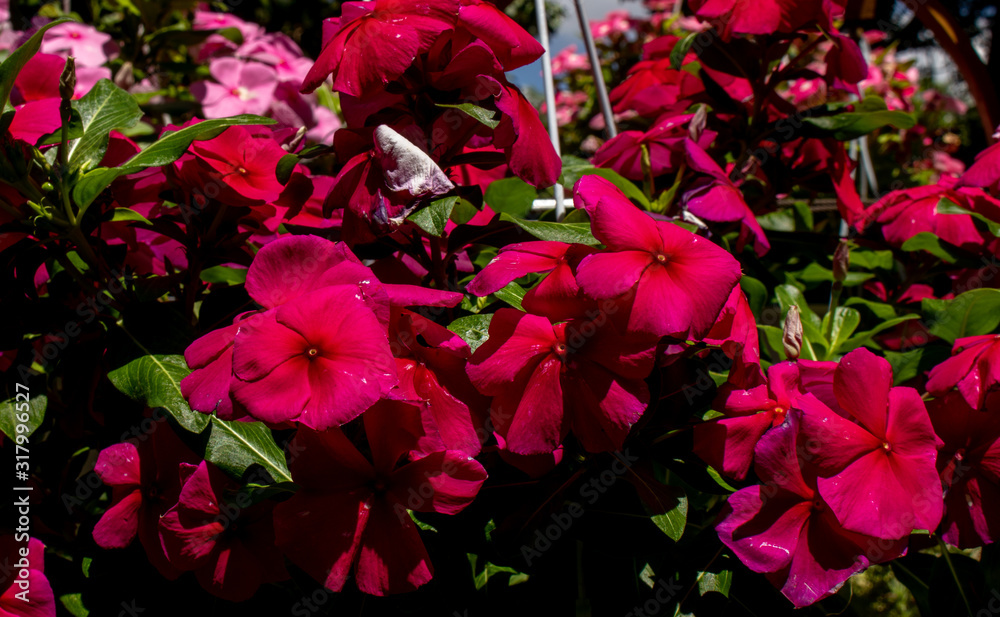 Picture of Pretty pink flowers