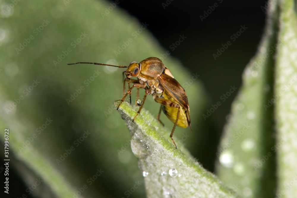 Macro image of insect Macro image of insect