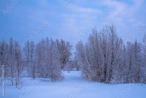 winter landscape with trees and blue sky © марина кадырова