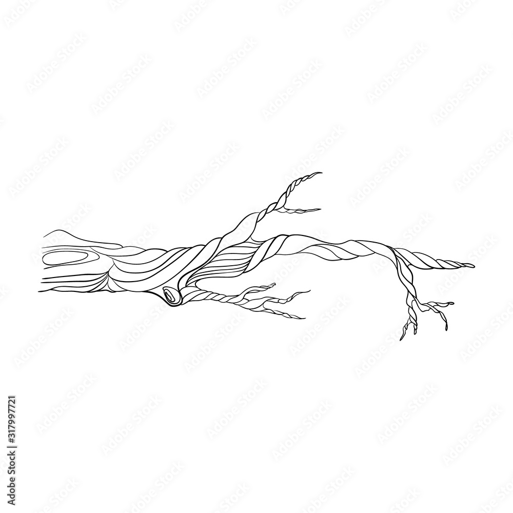 Fototapeta premium one stylized tree branch. isolated on a white background. Hand drawing sketch.