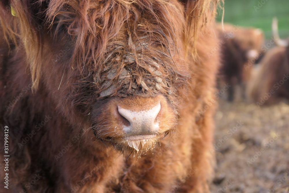 portrait of a little cow