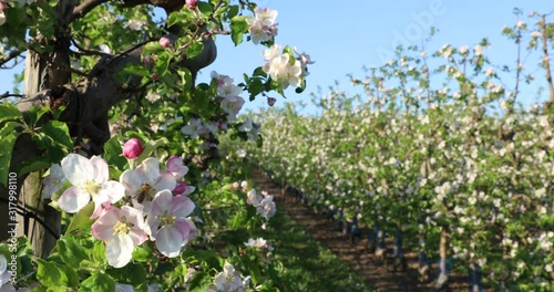 A professional apple orchard in full bloom on a beautiful sunny spring day with blue sky.