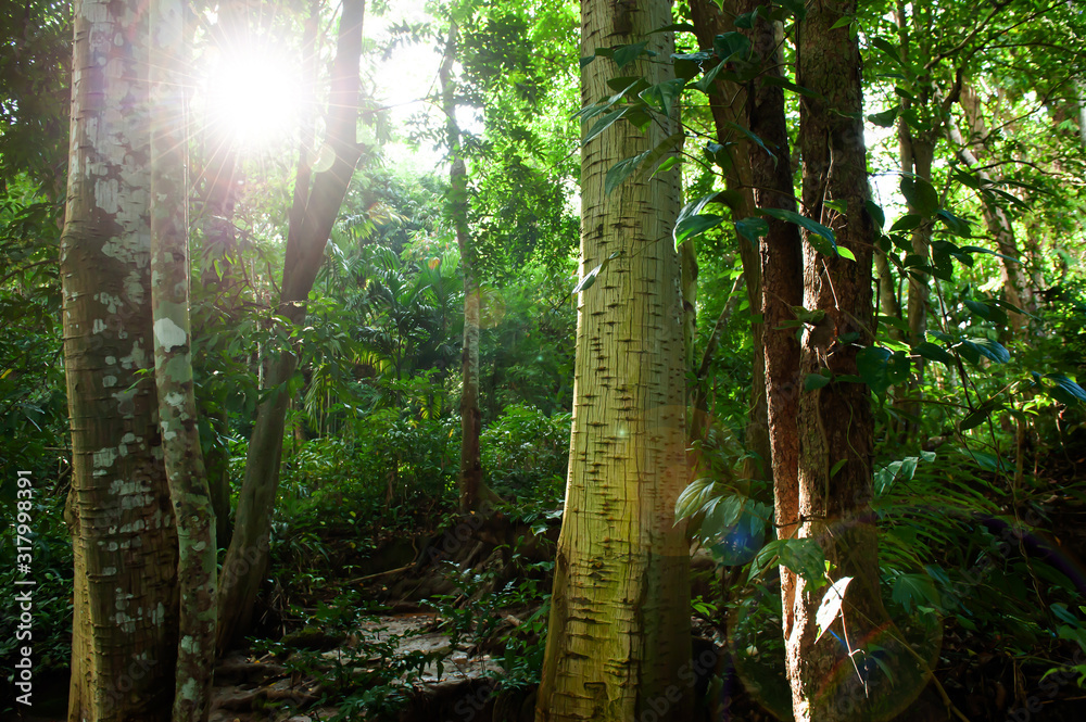Sunrise shines on a tropical rainforest. Sunrise shines on a tropical rainforest.