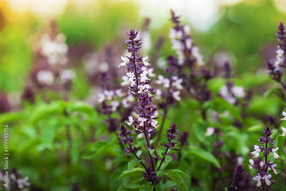 Holy Basil with flowers in a greenhouse. Holy Basil with flowers in a greenhouse.