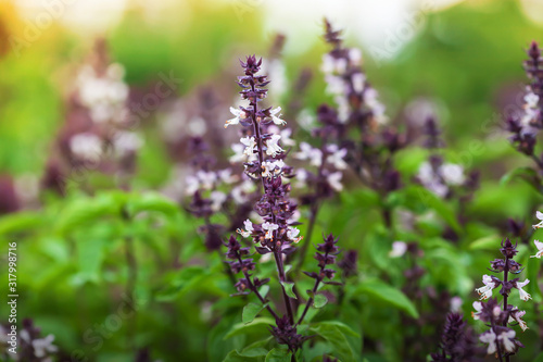 Holy Basil with flowers in a greenhouse. © Tanes