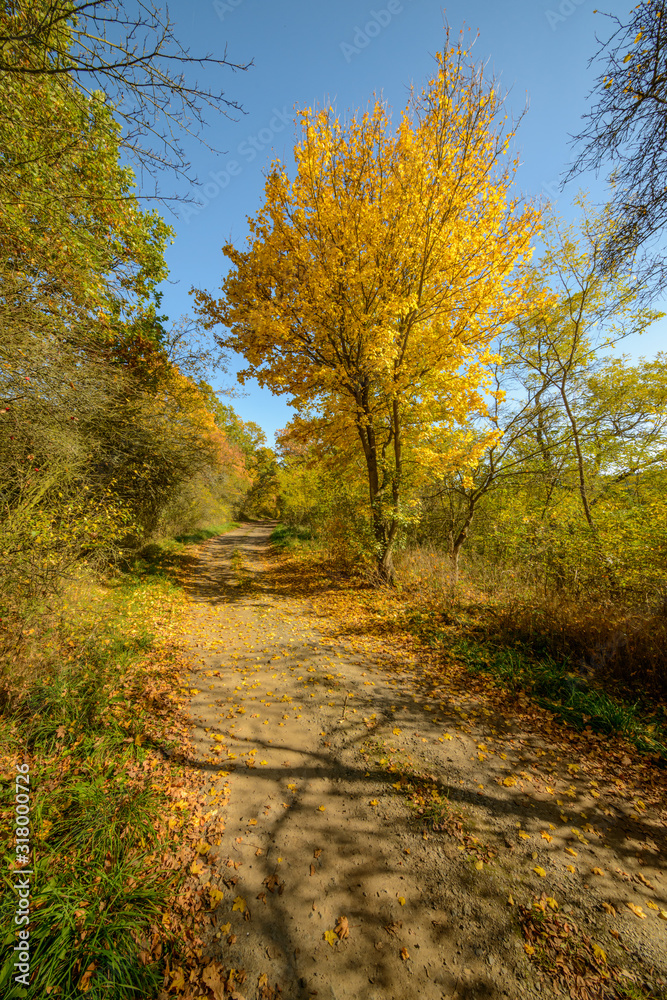 road between colored trees in autumn