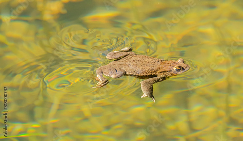toad frog swimming in clear water with vortexes behind