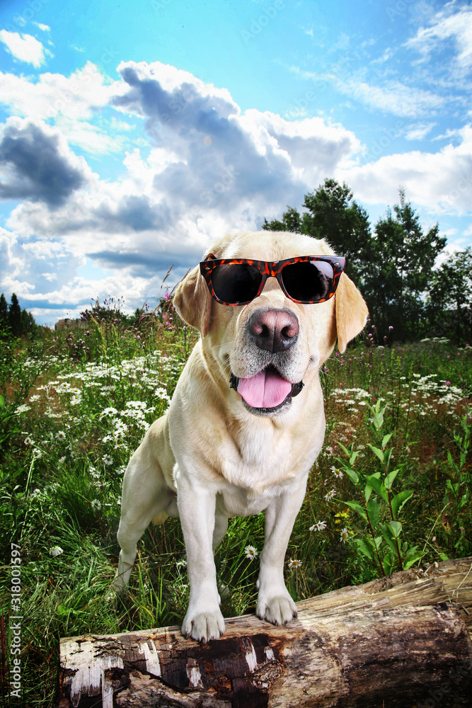Funny Labrador Retriever in sunglasses sitting on meadow