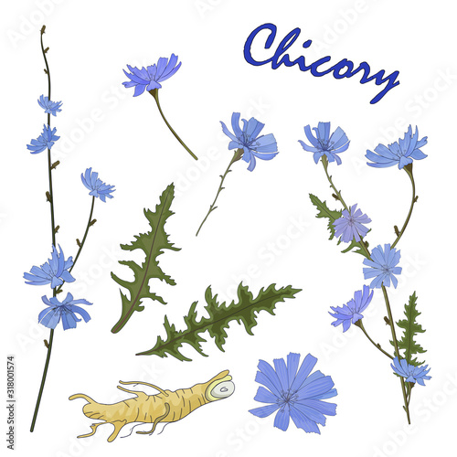 Flowers, leaves, branch and root of chicory herb. Isolated objects on a white background. photo